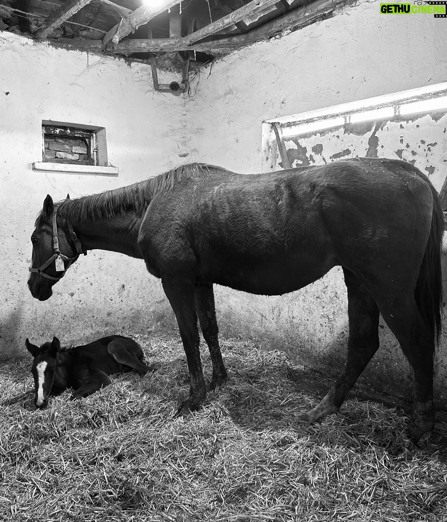 Eda Özerkan Instagram - Torun geldi,küçüğüm doğdu!🐴❤️🧿 #edaözerkan #edaozerkan #instagram #instagood #instalike #instadaily #insta #instadaily #instamood #instafashion #instalove #insta #in #instalove #instacool #instaphoto #instatravel #instareels #instastyle #instamoda #instadesign #instahorse #instablogger #instabook #instabeauty #instalikes Bundan daha iyi nasıl olur?🍀
