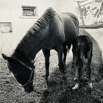 Eda Özerkan Instagram – Torun geldi,küçüğüm doğdu!🐴❤️🧿

#edaözerkan #edaozerkan #instagram #instagood #instalike #instadaily #insta #instadaily #instamood #instafashion #instalove #insta #in #instalove #instacool #instaphoto #instatravel #instareels #instastyle #instamoda #instadesign #instahorse #instablogger #instabook #instabeauty #instalikes 

Bundan daha iyi nasıl olur?🍀