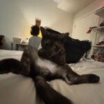 Eden Cupid Instagram - Lots of cats in this one!! :)☝🏽 Won’t tell you who we was keepin n eye out for in the last one tho 👁️ ….selener