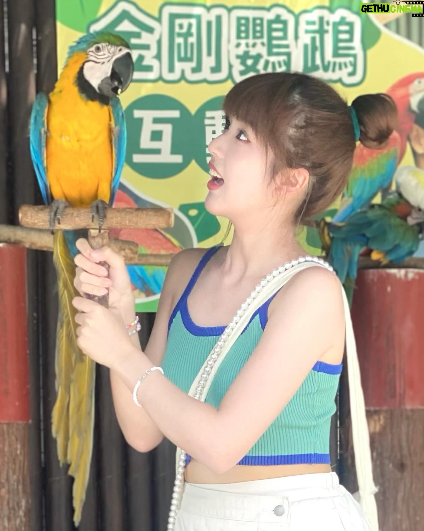 Eelyn Chan - 3 Likes - 🍊好掛住水豚君同暴走羊s🥲