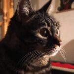 Elísabet Benavent Instagram – De todas las hazañas que el amor es capaz de llevar a cabo, la de manipular el tiempo siempre me ha parecido la más compleja. 
Que sí, que si está lejos todo sucede despacio, que si está cerca todo se atropella, eso lo sabemos todos. Pero a mí me da por pensar que el objeto del amor no se ve afectado; es el amante quien mira preocupado el reloj.
¿Cómo encajar el resto de una vida en esa rotura del espacio tiempo? ¿Cómo hacer posible amar, ser amado y mantener los pies sobre el minutero lógico que mide la realidad?
El amor es un aprendiz de hechicero, que nos roba, turba, hace sentir minúsculos. Nos hace recorrer a gatas la gruta oscura de nuestras propias pequeñeces, nuestras propias inseguridades, nuestros propios miedos.
El amor es la calidez del sol de invierno, el tacto de una alfombra bajo los pies desnudos, una empinada escalera de caracol que resbala, un hogar construido con velas y cuadros de colores. El amor es un salto al vacío sin paracaídas ni cuerda ni red de seguridad. El amor es participar en una tómbola en la que no sabes si vas a ganar o el precio eres tú.

Pd: enamorada de los cuadros de @iluros que cuelgan en mi comedor, del caos de la estantería del salón (que pronto sustituiré por algo acorde al peso que debe sostener), de mis gatos buscando pajaritos y un rayo de sol, de la honestidad con la que los animales buscan las caricias, de encontrarme de nuevo en el reflejo de un espejo donde brillan unas llamas.