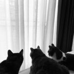 Elísabet Benavent Instagram – AUTOCUIDADO

– Organizarte para poder dormir 20 minutos de siesta. Dormir es un placer bueno, bonito y barato.
– Compartir tiempo con quien te quiere y te hace bien; a quien quieras y hagas bien. Esto incluye a gatos y perros.
– Regalarse flores a una misma. Y quien dice flores dice una maceta con tomillo fresco o un manojo de eucalipto.
– Ponerse una mascarilla, buena música y leer. Me encantan los parches para debajo de los ojos. Es como si me quitasen cansancio acumulado.
– Cocinar algo bonito, rico y sano. Si yo he podido hacer ratatouille, cualquiera puede.
– Bailar y cantar en la cocina; da igual que sea Concha Piquer que Natos y Waor. Tú exprésate.
– Pasar tiempo a solas. A veces eres la mejor compañía.
– Saber decir “no” sin sentimiento de culpa. No puedo. No me siento bien. No me apetece. No quiero. No sé. 
– Aprender a gestionar bien el tiempo para ser más productivo… pero saber perderlo con placer y sin remordimientos. Porque eso es vida.
– Hacer planes para cumplir deseos y sueños. Los míos casi siempre tienen que ver con París.
– Rodearse de cosas bonitas, que nos hacen sonreír, la vida más sencilla, colorida, amable y agradable. Velitas, platitos, bolas de nieve, juguetes varios.
– Vestirse, maquillarse, ponerse mona si a una le apetece, aunque sea para ir a comprar. Cualquier día es especial si te da la santa gana.
– Darse una ducha larga… pero no demasiado, que hay sequía.
– Activar el ocio sano, aquel que te hace aprender, sentirte bien y parte de algo, comprendida. Permitirte emocionarte con cualquier representación artística si es lo que te nace. ¿Por qué estamos empeñados en silenciar las emociones?
– Ir a terapia. Siempre y como mejor cuidado. Ir a terapia para poder hablar, para poder decir con la misma libertad “creo que no estoy bien” o “me encuentro genial”.

Carrusel de fotos de una semana cualquiera.