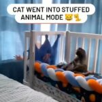 Elaine Goldsmith-Thomas Instagram - Survival…