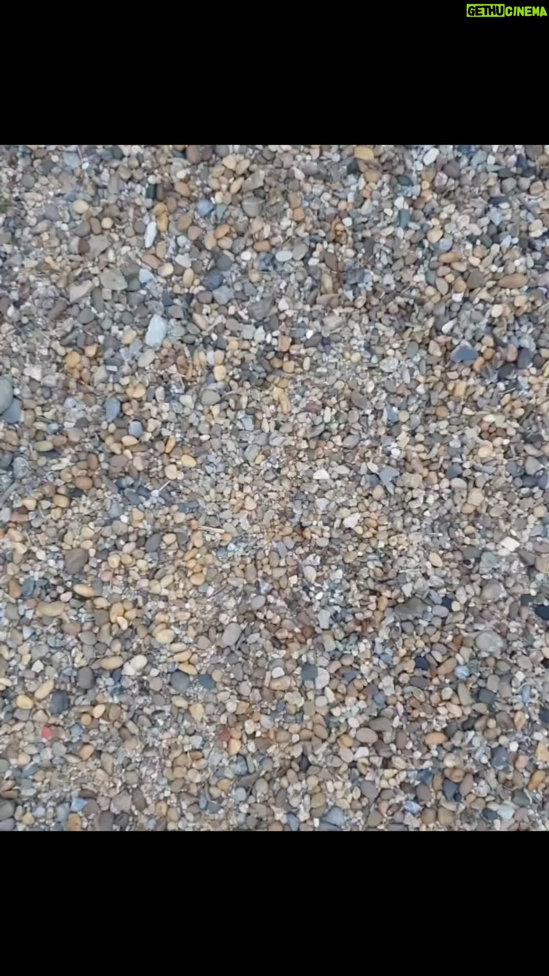 Elaine Goldsmith-Thomas Instagram - Pebble Picasso! #justinbateman #goodmorning