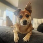 Elaine Hendrix Instagram - My Valentines: Ellie 🐶 • Lou 🐱• Huckleberry 🐶 • Lollie 🐱 • VinnieAmo 🐶