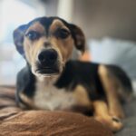 Elaine Hendrix Instagram - My Valentines: Ellie 🐶 • Lou 🐱• Huckleberry 🐶 • Lollie 🐱 • VinnieAmo 🐶