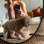 Elarica Johnson Instagram - This doggie boy🙈 Sometimes, he acts like a sugar rushed toddler. Sometimes, he gets on my nerves👀 Sometimes, I wonder what I would do without him. Best decision I ever made🐾 #doggie #myboy #dogsofinstagram #maltipoo #puppy #love #reelsinstagram #animallovers