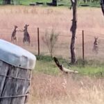 Elena Kampouris Instagram - First time ever seeing kangaroos in person on the way to film in the Blue Mountains, one of the highlights of my visit!! they were boxing until we spotted them and then they just stopped. And stared😳🦘😂Australia is filled with so many beautiful creatures & terrain as well as lovely people❤️ #Australia #throwback #Oz #Sydney #BlueMountains #Rylestone #outback #kangaroos #memories #highlights #wombats #downunder #love #world #nature #cool #cute #animals #adventure #spring #summer #sunny #new #outdoors #fun #live #instagood #instadaily #instapic #instafun