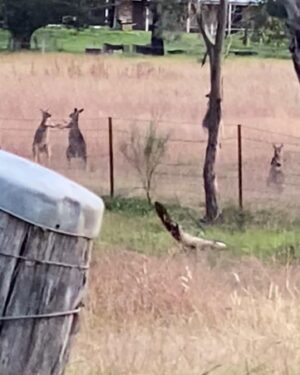 Elena Kampouris Instagram - First time ever seeing kangaroos in person on the way to film in the Blue Mountains, one of the highlights of my visit!! they were boxing until we spotted them and then they just stopped. And stared😳🦘😂Australia is filled with so many beautiful creatures & terrain as well as lovely people❤️ 

#Australia #throwback #Oz #Sydney #BlueMountains #Rylestone #outback #kangaroos #memories #highlights #wombats #downunder #love #world #nature #cool #cute #animals #adventure #spring #summer #sunny #new #outdoors #fun #live #instagood #instadaily #instapic #instafun