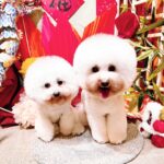 Elena Kong Mei-Yee Instagram - 今日係二月初二龍抬頭日呀！我哋兩個都要醒神啲㗎🥰。 Grooming by @lilmonsterclub #江美儀 #江美人 #江美儀對小寶貝