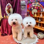 Elena Kong Mei-Yee Instagram - 天氣唔好唔緊要，最緊要保持心情輕鬆！ 見到我哋兩個係咪好開心呢？！ 多謝 @lilmonsterclub 幫我哋扮靚靚！ #江美儀 #江美人 #江美儀對小寶貝 #有媽的毛孩像個寶
