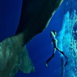 Elena Krygina Instagram - Почти месяц на Маврикии, а у меня нет ни одной красивой фотографии с кокосом на пляже))) За это время в моей жизни были только гидрокостюмы и сумка со снаряжением, спутанные волосы, полосатый загар, перекусы на ходу, соленый привкус во рту, кубометры воды и конечно киты🥰 киты киты китыыыы🫠 и больше мне ничего и не нужно было. Это был месяц абсолютной любви и ликования сердца😌🙏🏻