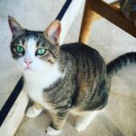Elena Krygina Instagram - Моя новая любимая привычка - уезжать на несколько дней из Москвы помимо запланированных отпусков (хотя, если честно, так себе они конечно запланированы 🙈) 💛 Escape в тепло - полежать, подумать, не бежать, планировать новое, дорабатывать старое, читать и тусить с собой😎 Идеальное место для этого нашла - совсем новый отель, а точнее комплекс вилл @bijalresorts 💛 Кажется, это самое солнечно-желтое место во Вселенной😋)) В общем, тем и занимаюсь: перечитываю «Мастера и Маргариту», лежу, плаваю и ем😎 👙 @lavarice_