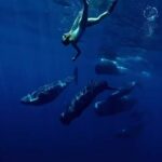 Elena Krygina Instagram - Самые прекрасные создания на свете🥰🐳 Мне очень повезло в знакомстве с китами Маврикия, потому что в один день незадолго до разрушительного циклона, ко мне пришла большая стая. Их было около 10, и они были в таком хорошем и, я бы даже сказала, нежном настроении😍 Они сами интересовались, никуда не торопились (хотя обычно спешат на какие-то свои кашалотовы дела), сами подходили ооочень близко - знакомиться, показывали, как они играют и общаются между собой и никуда (вообще) не уходили🫠 Это был один из самых счастливых моментов в моей жизни, который я никогда, никогда не забуду🥹 Честное слово, в тот день я чувствовала, словно сам Бог поцеловал меня в лобик🥰 а Дима @dmitryevseev только и говорил «Лена, это чудо, такое бывает раз в жизни». К слову) Примерно в то же время в воде мы встретили стаю гринд (малые касатки), что большая редкость, особенно рядом с китами. А еще через пару минут - огромную акулу проплывавшую метрах в 5-7 под нами)) и всё это на пятачке в 10 метров квадратных)))) Океан просто прекрасен 🥰 но об этом отдельно и подробнее в тг) Напишу там о китах Маврикия (ссылка в профиле)