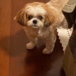Eliana Guttman Instagram - DESAFIO ACEITE 🙏Pede-se às pessoas apaixonadas por animais que se juntem ao desafio de publicar uma fotografia dos seus amigos de quatro patas, sensibilizando para a luta contra o abandono. Apenas uma fotografia sem descrição. O objetivo é inundar o Facebook com fotografias positivas dos nossos amados animais. Copie o texto e publique uma fotografia.