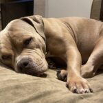 Eliana Guttman Instagram - Tão fofinha!! Tão gostosinha! Tão boazinha! SQN! #americanbully #gucky #minhaneta