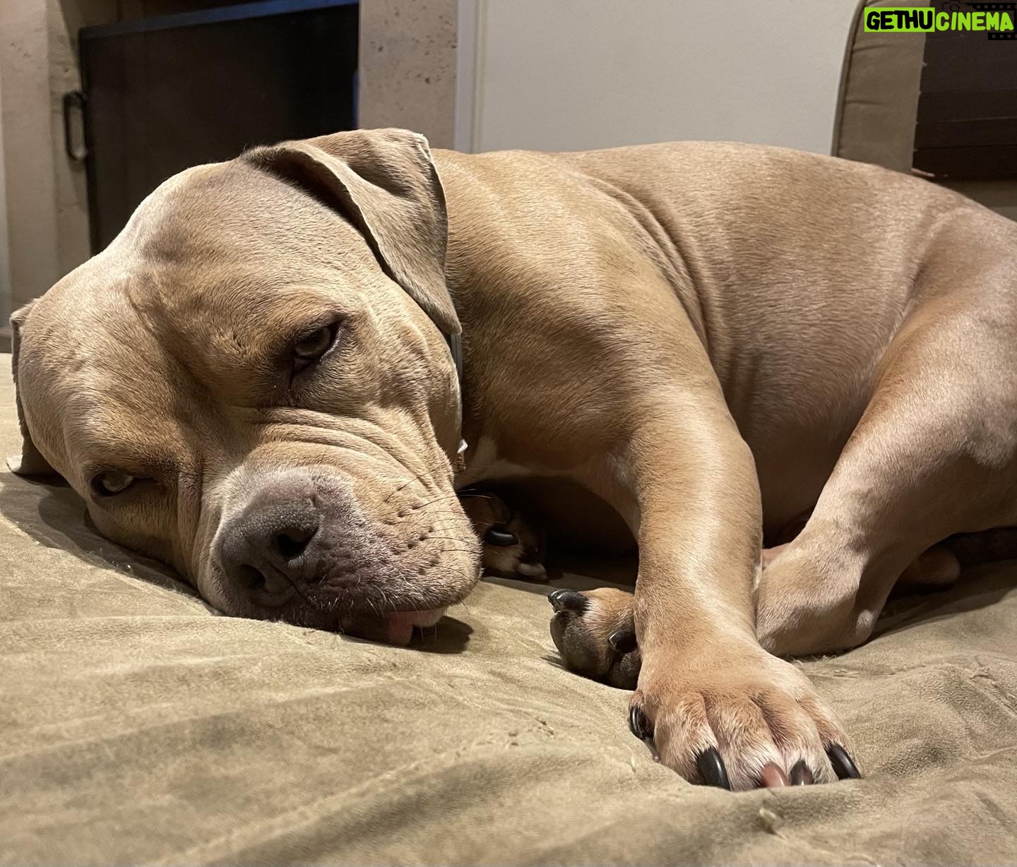 Eliana Guttman Instagram - Tão fofinha!! Tão gostosinha! Tão boazinha! SQN! #americanbully #gucky #minhaneta