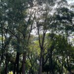 Eliana Guttman Instagram - A natureza te devolve toda a energia que a vida te tirou. #praça #verde #natureza #saude