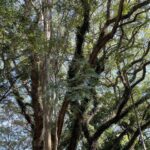 Eliana Guttman Instagram - A natureza te devolve toda a energia que a vida te tirou. #praça #verde #natureza #saude