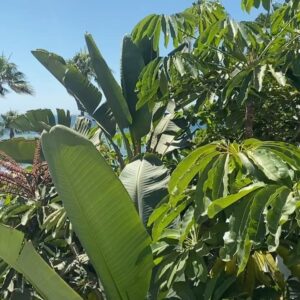 Elisa Bachir Bey Instagram - Summer jungle 🌴