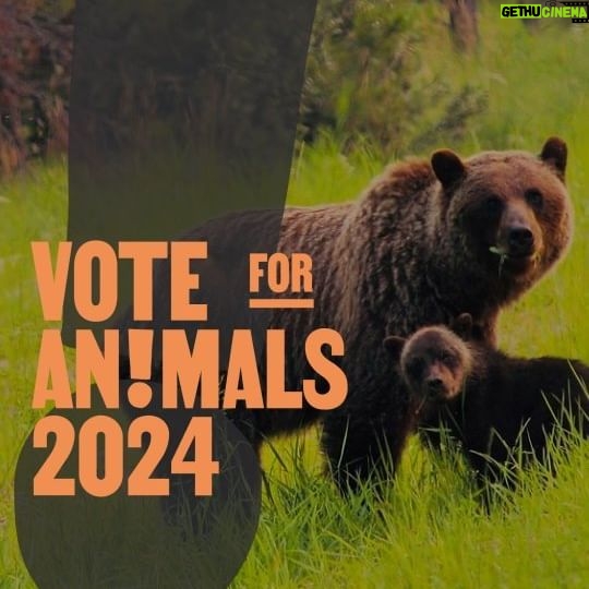 Elisa Di Eusanio - 11.3K Likes - Le elezioni europee sono sempre più vicine e saranno cruciali anche per la vita di milioni di animali!
Con @giuliainnocenz @dunia_animalara @elisadieusanio @valeficent__ abbiamo voluto ricordarvi perché è fondamentale andare a votare e come scegliere i candidat* giusti per difendere i diritti degli animali in Europa.
Grazie al nostro impegno, infatti, con la Coalizione "Anche gli animali votano", abbiamo lanciato il manifesto "Vote For An!mals": 10 punti proposti a partiti e candidati/e alle elezioni europee del prossimo 8 e 9 giugno per chiedere più tutela e diritti per gli animali nell'UE.
Scopri quali candidat* hanno aderito al manifesto, vai al link in bio!