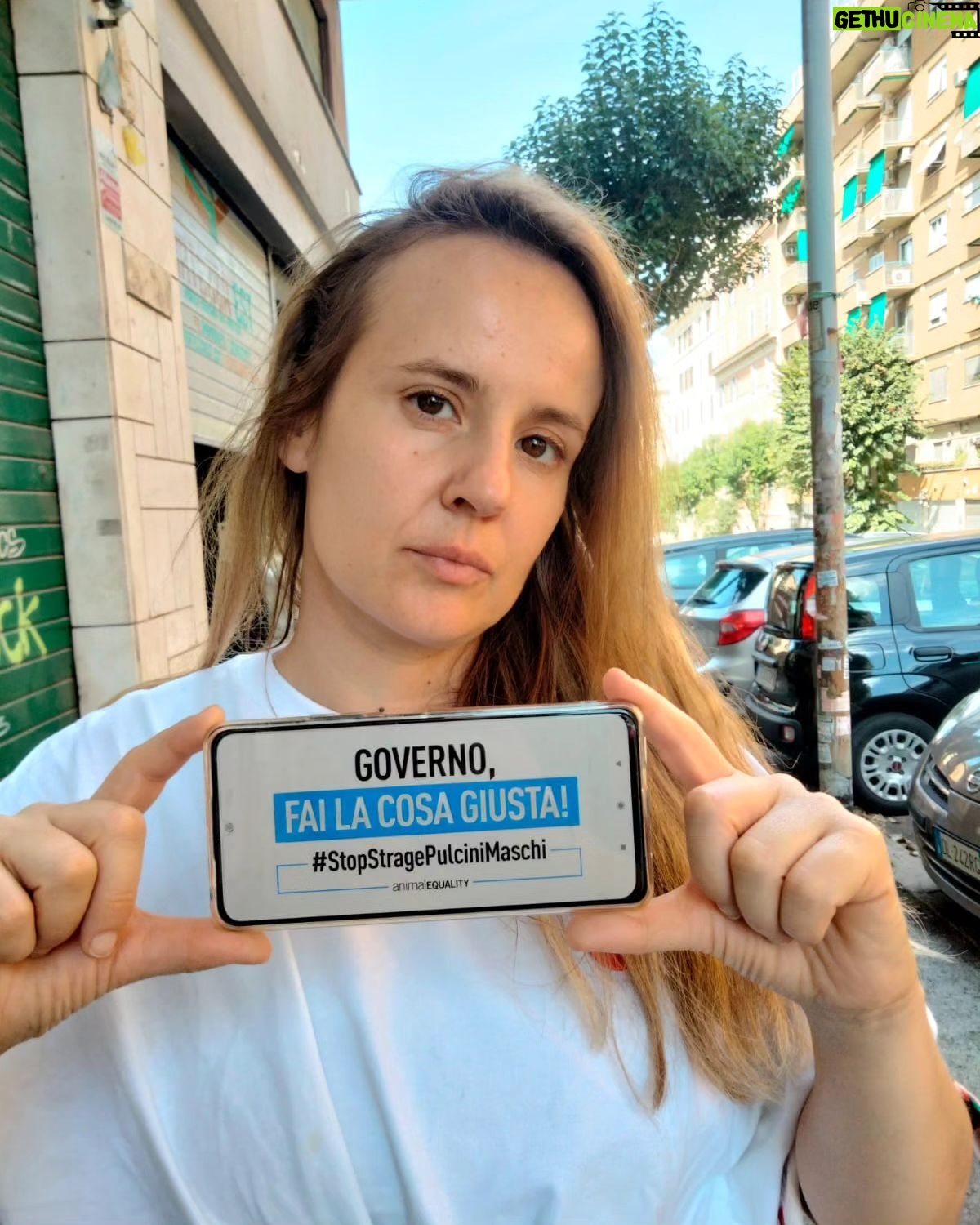 Elisa Di Eusanio - 1.2K Likes - I pulcini maschi nell'industria zootecnica sono considerati scarti e appena nati vengono tritati vivi a milioni.
Questo è inaccettabile.
Non possiamo più aspettare.
Stiamo parlando di esseri appena arrivati alla vita, cuccioli di animale
non sono fogli di carta da gettare nel tritatutto.
Questi giorni sono cruciali per la loro sorte.
Aderisco alla campagna di @animalequalityitalia per chiedere al Governo di #farelacosagiusta
Vi invito ad andare sulla pagina di @animalequalityitalia e di aderire anche voi alla campagna
@francescolollobrigida @ministerosalute