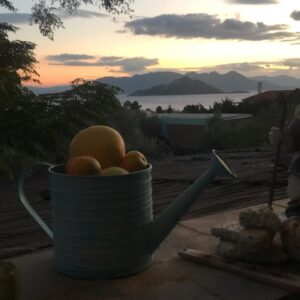 Elisavet Konstantinidou Instagram - Τα πρώτα μανταρίνια κ γκρέιπ φρουτ απ τον κήπο μου ειμαι ελεύθερη όπου κι αν με κλείσουνε!
