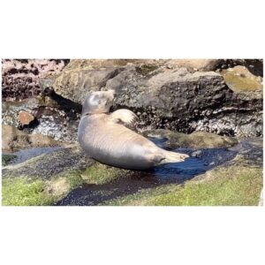 Elise Bauman Instagram - Swipe for baby seal yawns