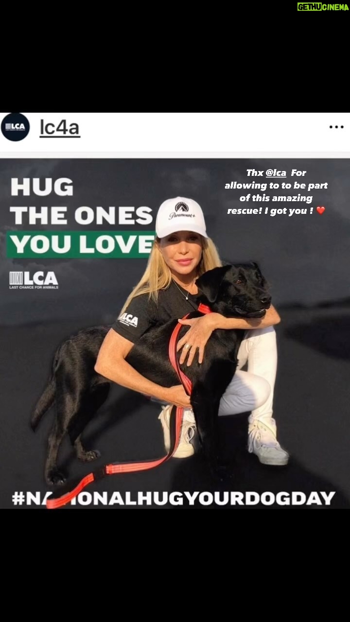 Elizabeth Daily Instagram - This was an incredible rescue of Blossom a beautiful #dogmeattrade rescue I got to do for @lc4a with @chrisameruoso Thank you for allowing me to be part and all you do. Please follow and support #lastchanceforanimals
