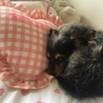 Elizabeth Reaser Instagram – Luther snuggling up on Princess Bettie’s  @_coquinaco_ pillow