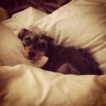 Elizabeth Reaser Instagram -