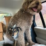 Elizabeth Reaser Instagram - Luther & Otis