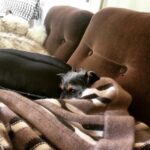 Elizabeth Reaser Instagram -