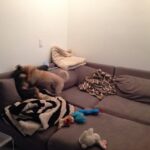 Elizabeth Reaser Instagram - Hotel for dogs this weekend #hugoterrier @nazkhatoon