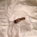 Elizabeth Reaser Instagram -