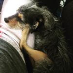 Elizabeth Reaser Instagram - #happynationaldogday