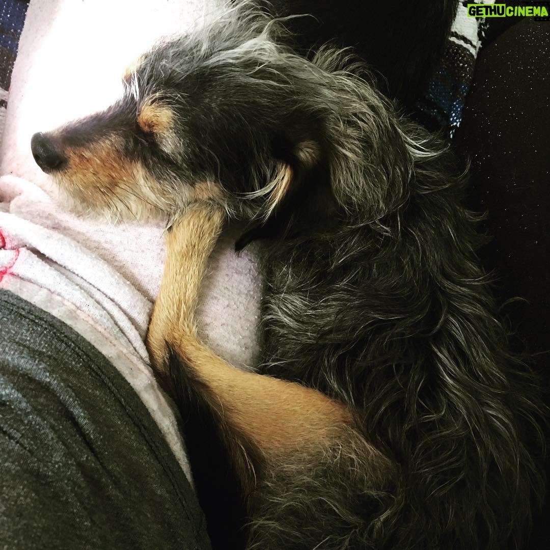 Elizabeth Reaser Instagram - #happynationaldogday