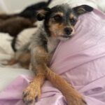 Elizabeth Reaser Instagram -