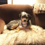 Elizabeth Reaser Instagram - Luther got a haircut. ❤