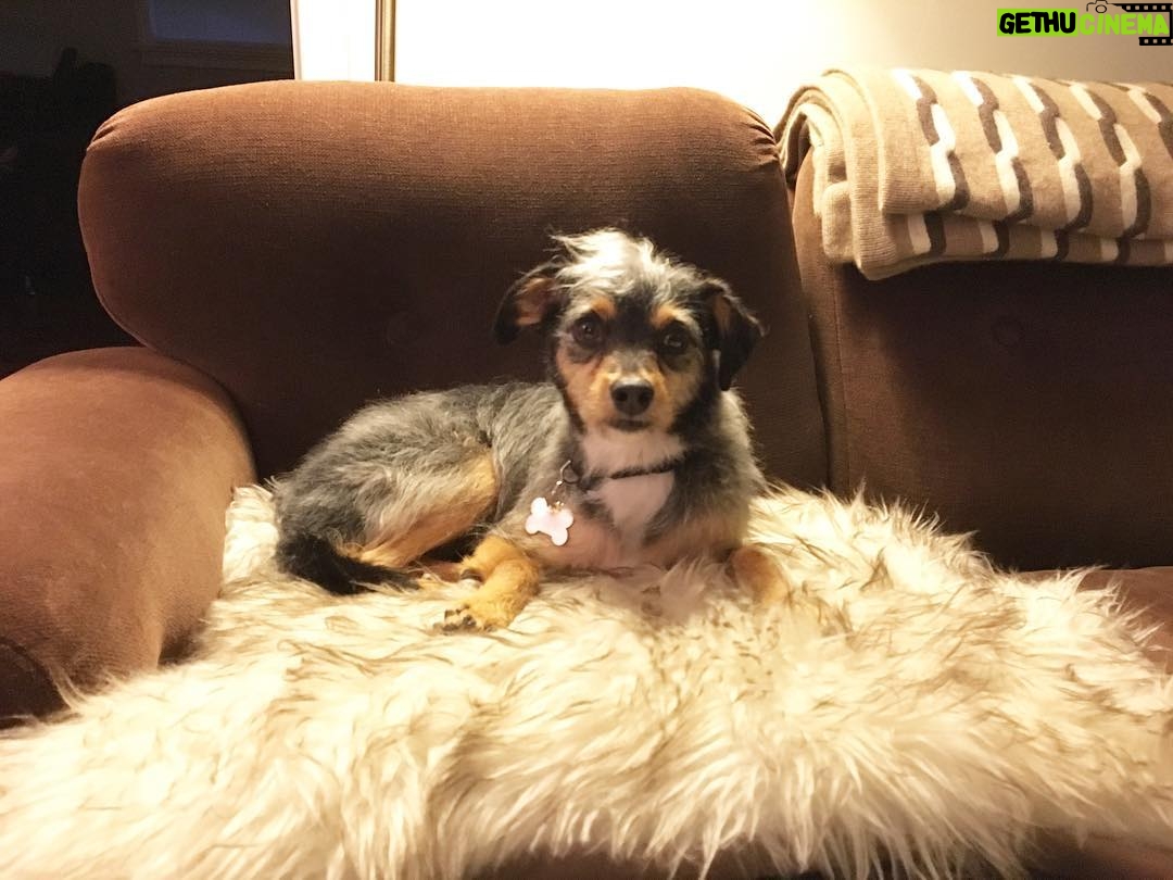 Elizabeth Reaser Instagram - Luther got a haircut. ❤