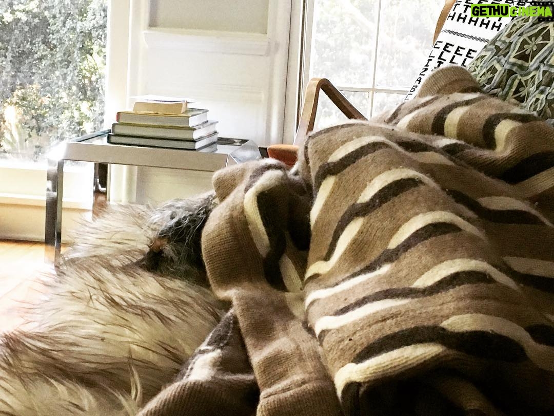 Elizabeth Reaser Instagram - Luther post-shower.