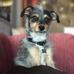 Elizabeth Reaser Instagram – Missing Luther especially hard on National Dog Day.
#happynationaldogday
📷 @gavinwiesen