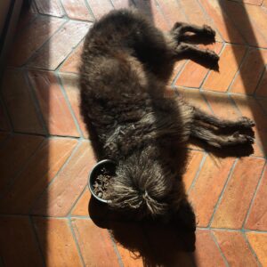 Elizabeth Reaser Instagram - Shuggie doesn’t want to eat his food, but he also doesn’t want anyone else to eat his food