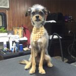 Elizabeth Reaser Instagram - Luther got a summer cut 💔 Photo @jessronagrooming