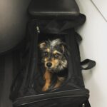 Elizabeth Reaser Instagram - Luther is ready to go. Goodbye NY. 💔
