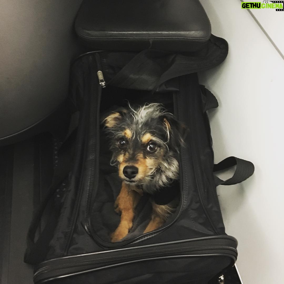Elizabeth Reaser Instagram - Luther is ready to go. Goodbye NY. 💔