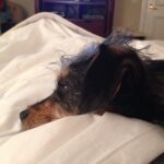 Elizabeth Reaser Instagram -