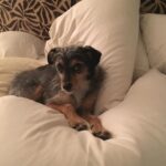 Elizabeth Reaser Instagram – Needs 17 pillows to feel fully comfortable