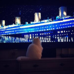 Elle Fowler Instagram - A captive audience to be sure 🐱