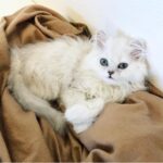 Elle Fowler Instagram - 2 nights ago, we lost our beloved Washi. We went from an ok vet check up last Friday (we were told he was anemic and given iron supplements to give him) to him dying in my arms 2 nights ago from an aggressive cancer. He was only 2 years old. We are grieving harder than we would have ever thought possible and so heartsick we feel it will never get better. RIP Washi, our sweetest, smallest, silliest cat, our little seafood connoisseur. Until we meet again ♥️